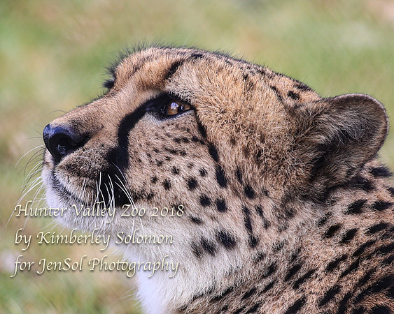 HunterValleyZooKJS_0768