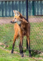 HunterValleyZoo_0040