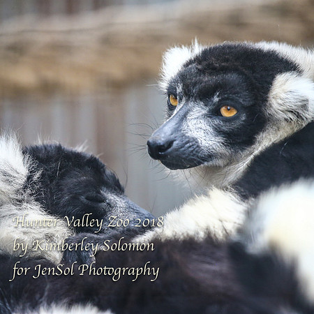HunterValleyZooKJS_1412