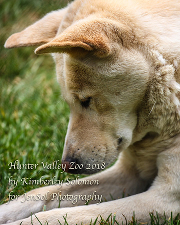 HunterValleyZooKJS_1310