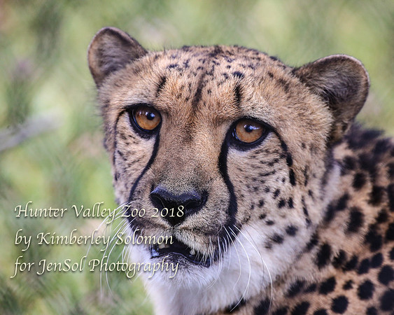HunterValleyZooKJS_0698