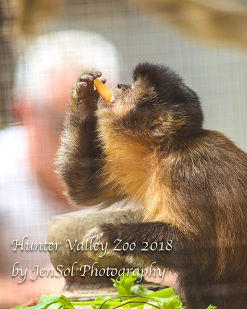 HunterValleyZoo_0227