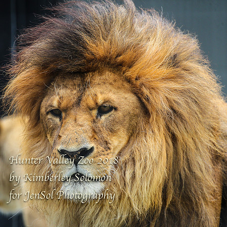 HunterValleyZooKJS_0896
