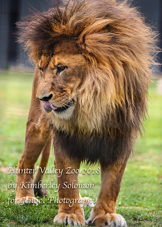 HunterValleyZooKJS_0976