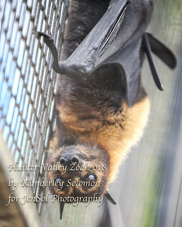 HunterValleyZooKJS_0819