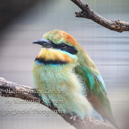 HunterValleyZooKJS_1177