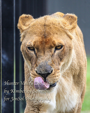 HunterValleyZooKJS_0877