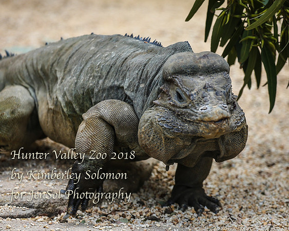 HunterValleyZooKJS_1316