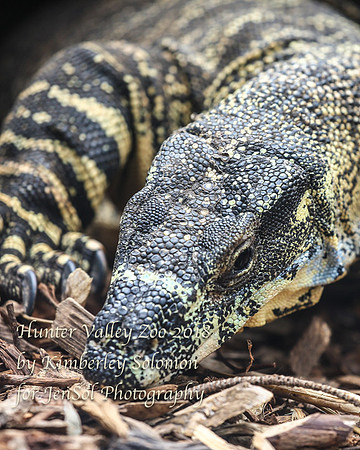 HunterValleyZooKJS_1312