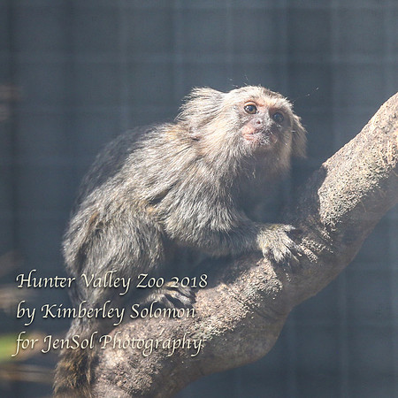 HunterValleyZooKJS_0475