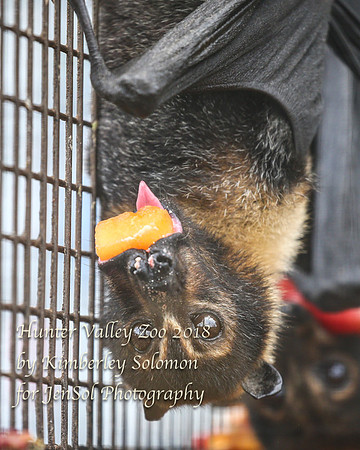 HunterValleyZooKJS_1271