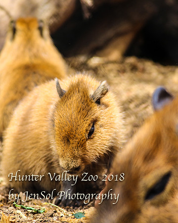HunterValleyZoo_0201