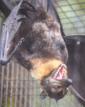 HunterValleyZooKJS_0458
