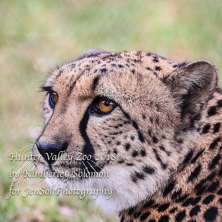 HunterValleyZooKJS_0769