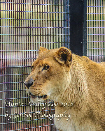 HunterValleyZoo_0107