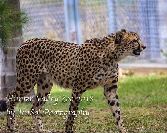 HunterValleyZoo_0071