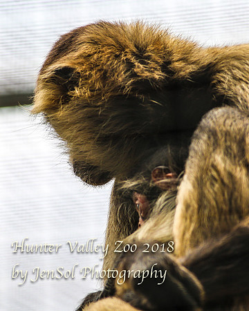 HunterValleyZoo_0213