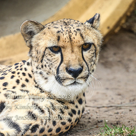 HunterValleyZooKJS_1073