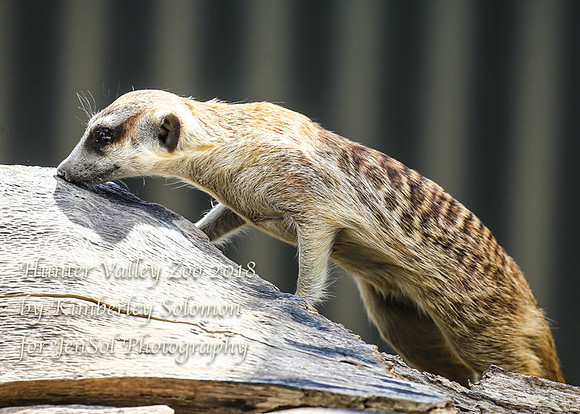 HunterValleyZooKJS_0512