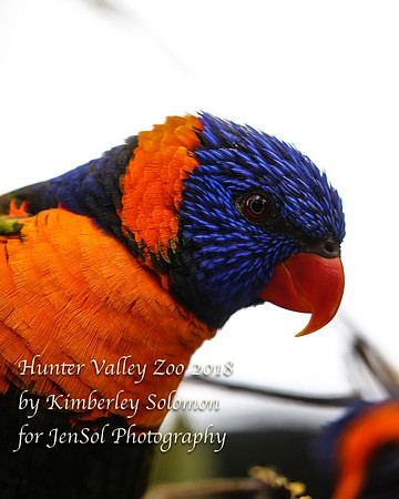 HunterValleyZooKJS_1338