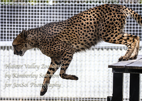 HunterValleyZooKJS_0603