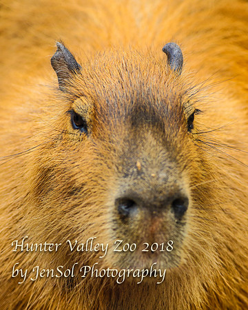 HunterValleyZoo_0192