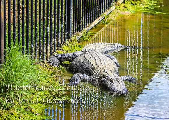 HunterValleyZoo_0030