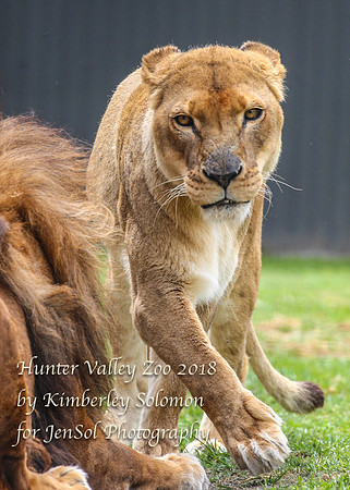 HunterValleyZooKJS_0930