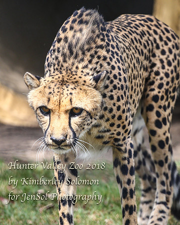 HunterValleyZooKJS_0674