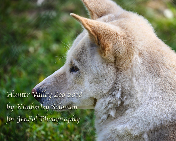 HunterValleyZooKJS_0519