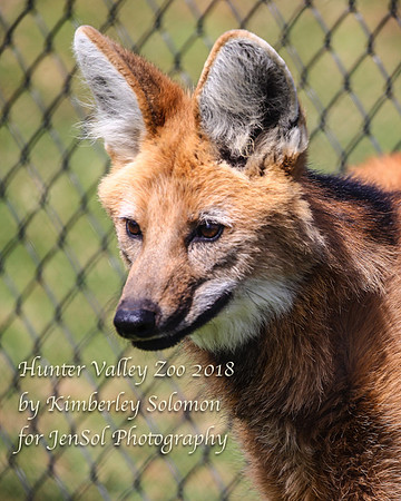 HunterValleyZooKJS_0426