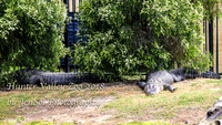 HunterValleyZoo_0028