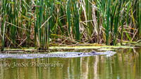 HunterValleyZoo_0049
