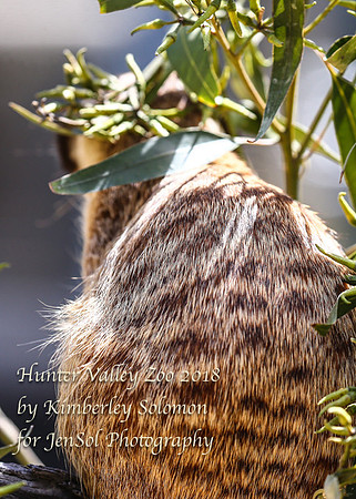 HunterValleyZooKJS_0511