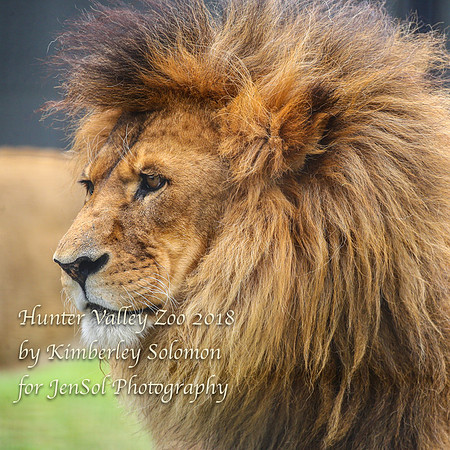HunterValleyZooKJS_0874