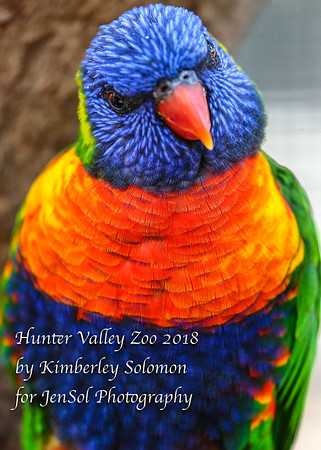 HunterValleyZooKJS_0305