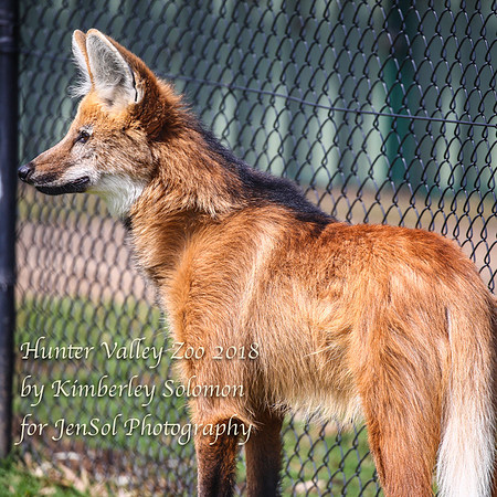 HunterValleyZooKJS_0384
