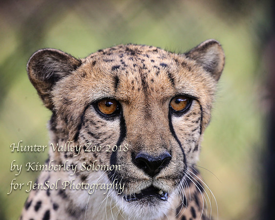 HunterValleyZooKJS_0718