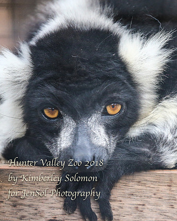 HunterValleyZooKJS_1364
