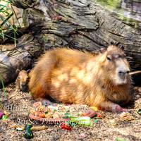 HunterValleyZoo_0050