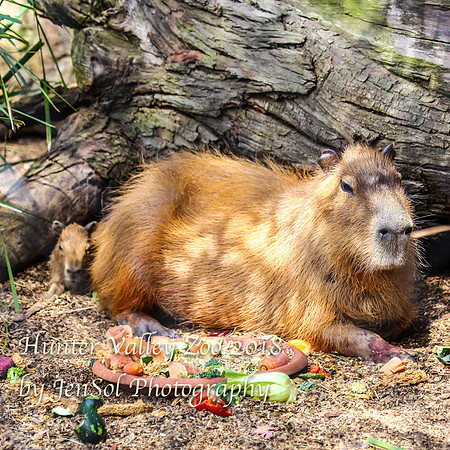 HunterValleyZoo_0050