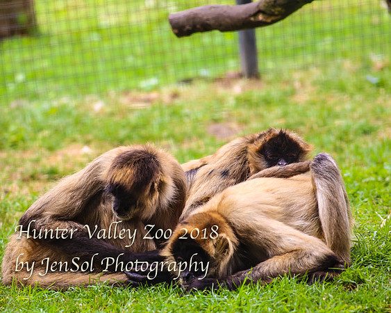 HunterValleyZoo_0219