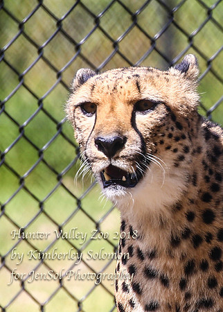 HunterValleyZooKJS_0604