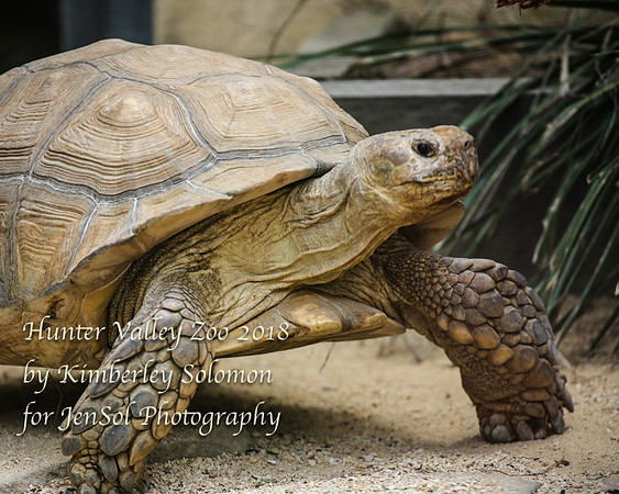HunterValleyZooKJS_1324