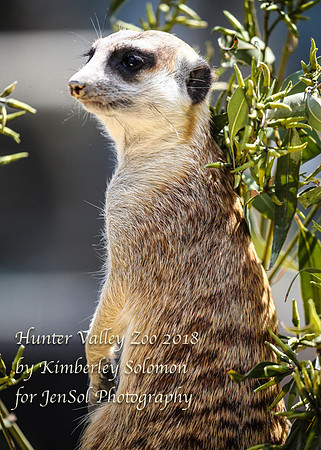 HunterValleyZooKJS_0517