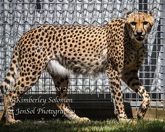 HunterValleyZooKJS_0541