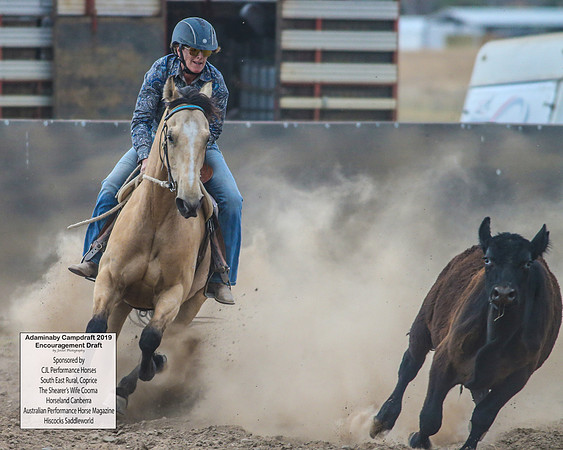 AdaminabyCampdraft2019_6639