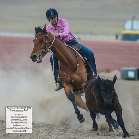AdaminabyCampdraft2019_6687