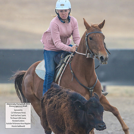 AdaminabyCampdraft2019_6698