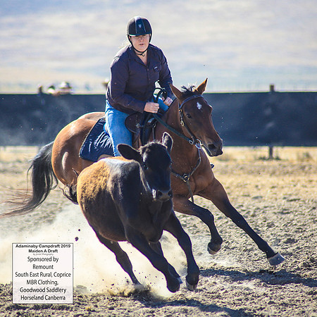 AdaminabyCampdraft2019_0133